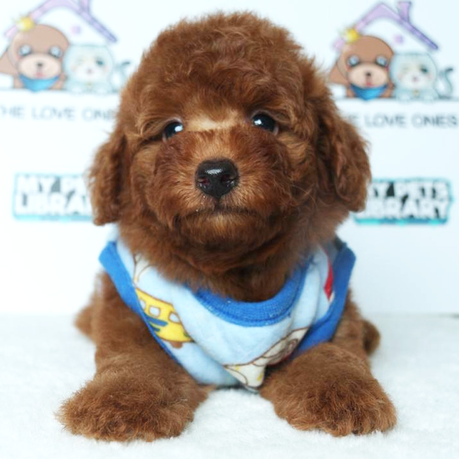 Toy Poodle Puppy (Male) For Sale