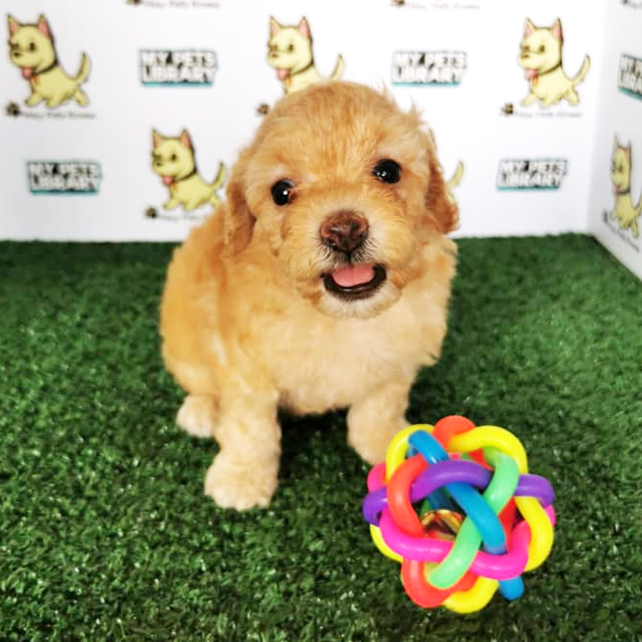 Toy Poodle Puppy (Female) For Sale