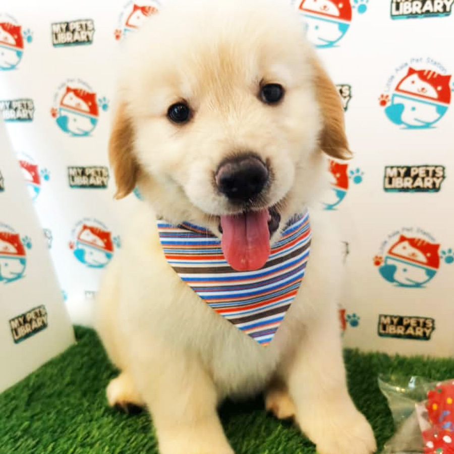 Golden Retriever Puppy (Female) For Sale