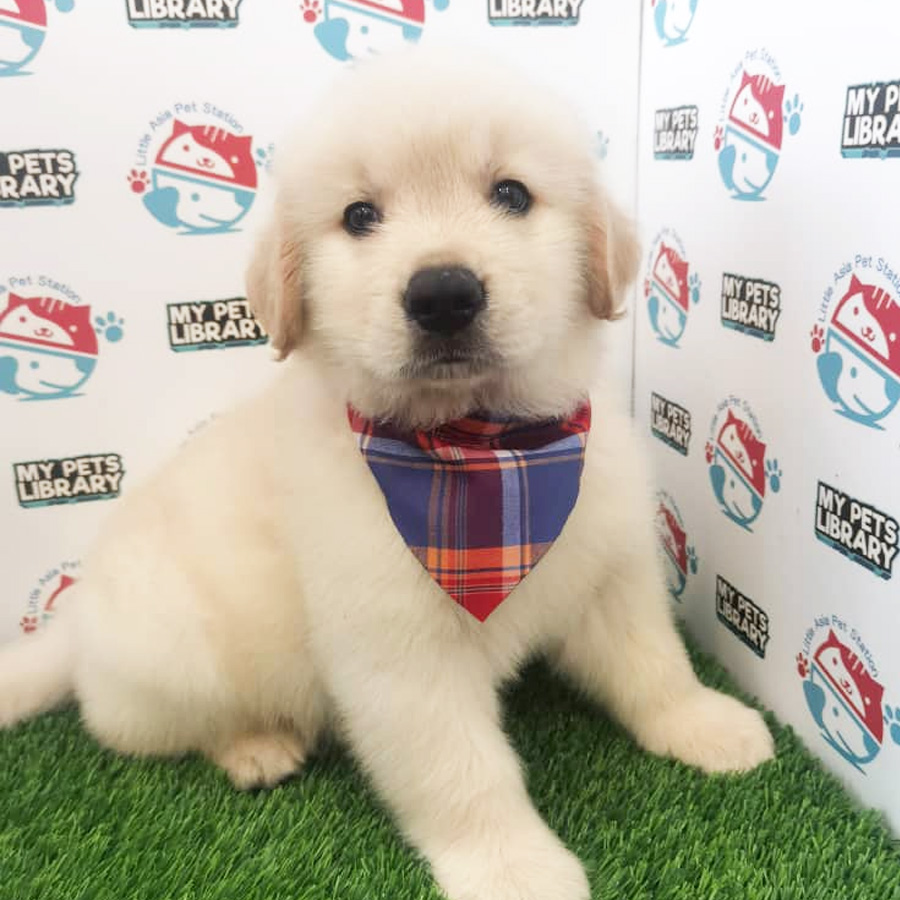Golden Retriever Puppy (Male) For Sale