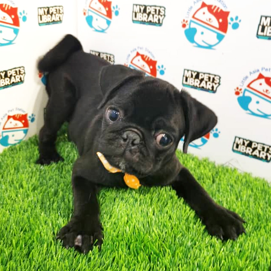 Pug Puppy (Male) For Sale
