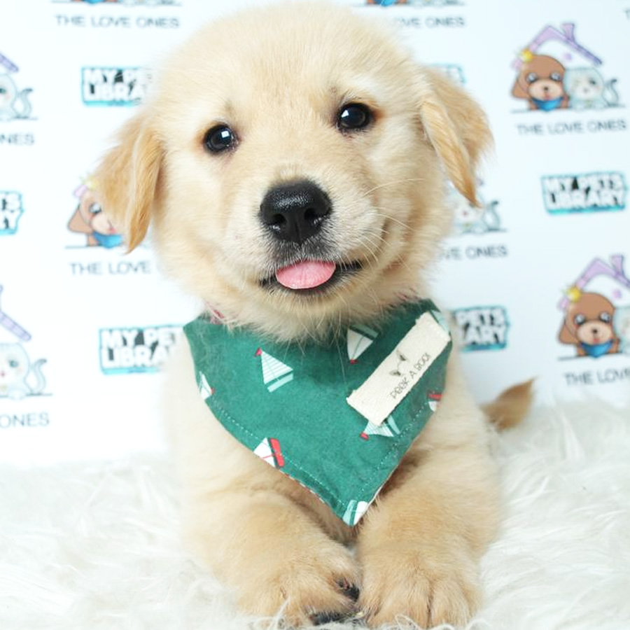 Golden Retriever Puppy (Male) For Sale