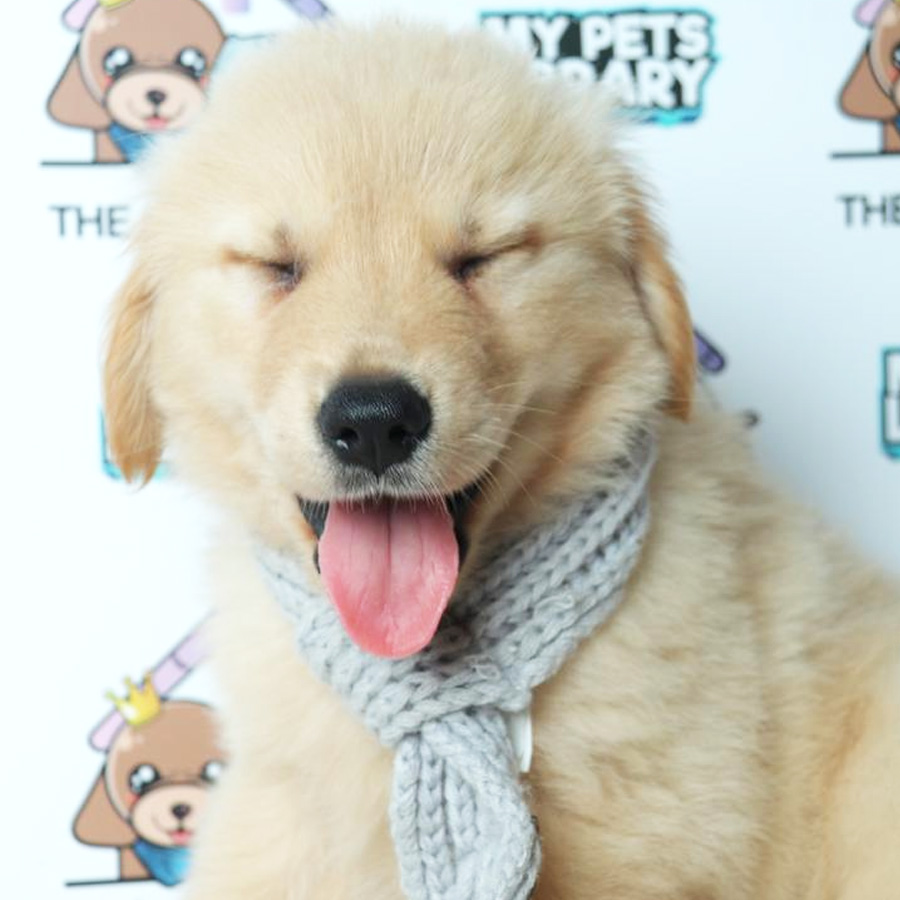 Golden Retriever Puppy (Male) For Sale