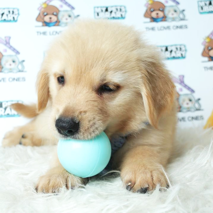 Golden Retriever Puppy (Male) For Sale