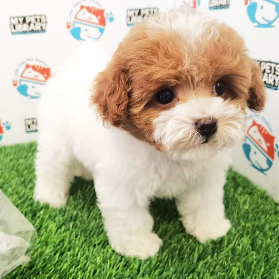 Toy Poodle (Female) For Sale
