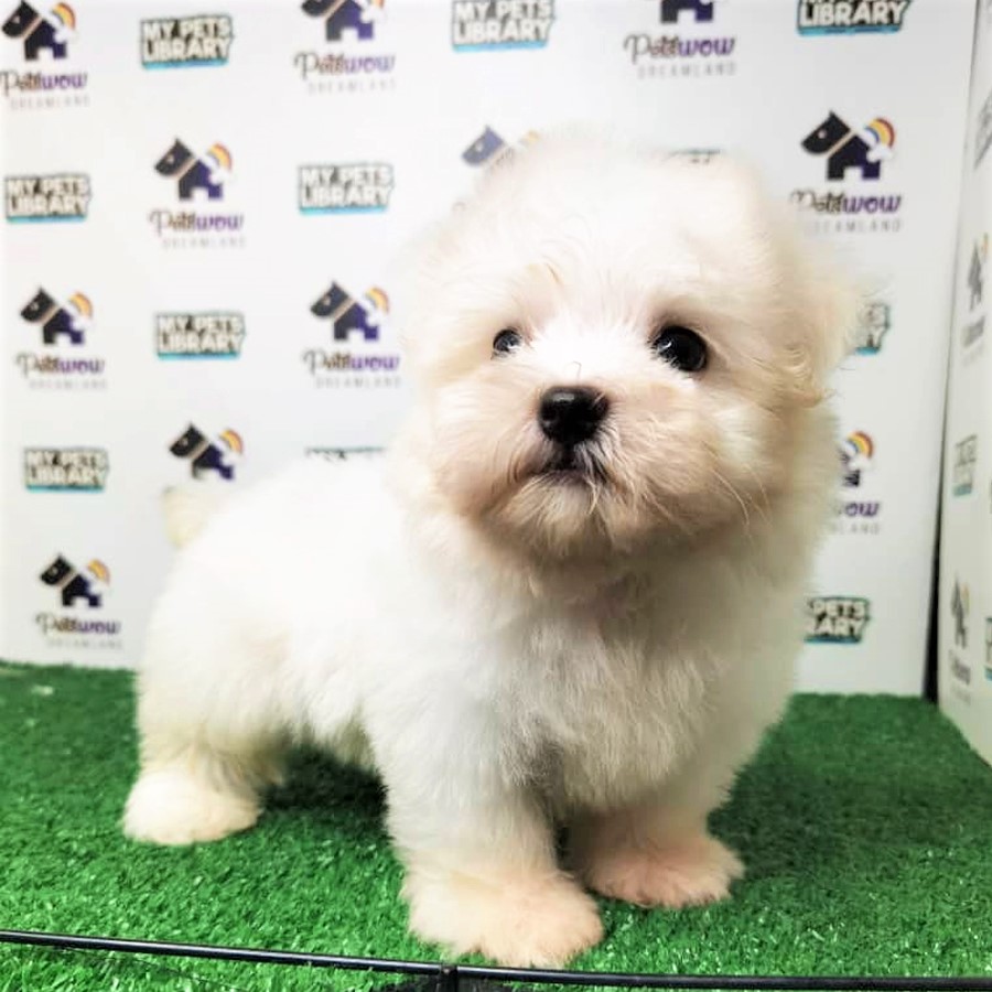 Maltese Puppy (Male) For Sale