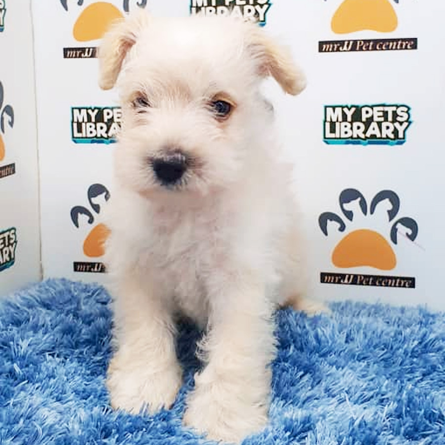 Schnauzer Puppy (Male) For Sale