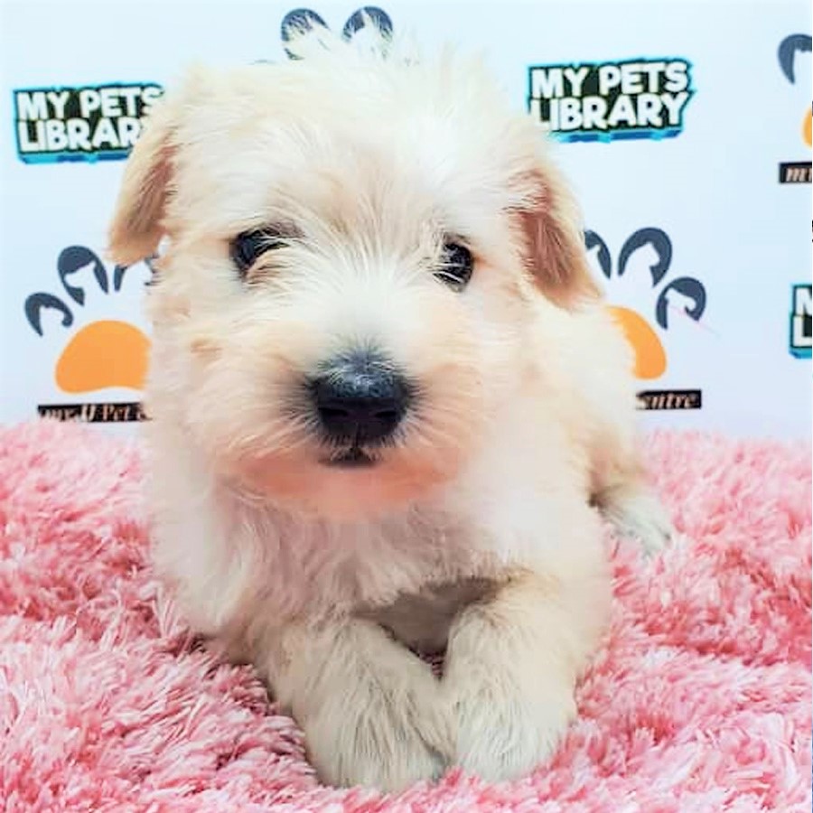 Schnauzer Puppy (Female) For Sale