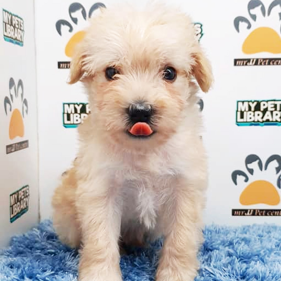 Schnauzer Puppy (Male) For Sale