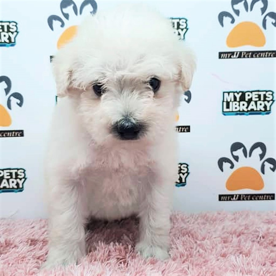 Schnauzer Puppy (Female) For Sale