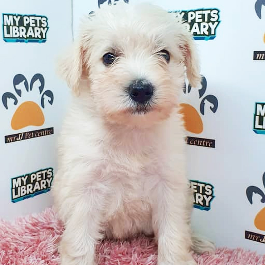 Schnauzer Puppy (Female) For Sale