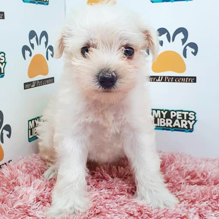 Schnauzer Puppy (Female) For Sale