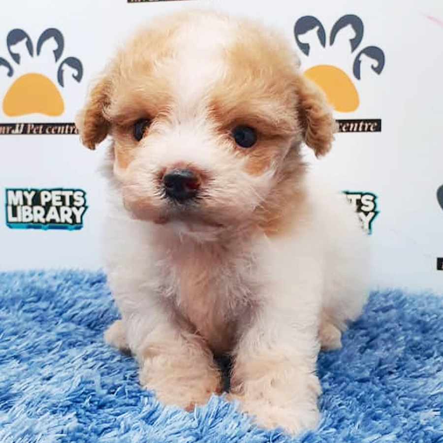 Toy Poodle Puppy (Male) For Sale