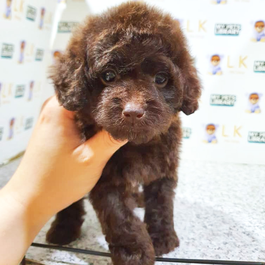 Toy Poodle Puppy (Female) For Sale