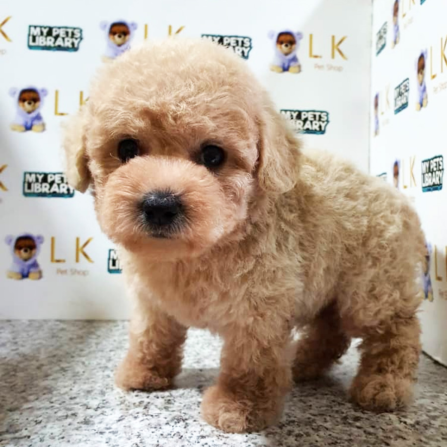 Toy Poodle Puppy (Male) For Sale