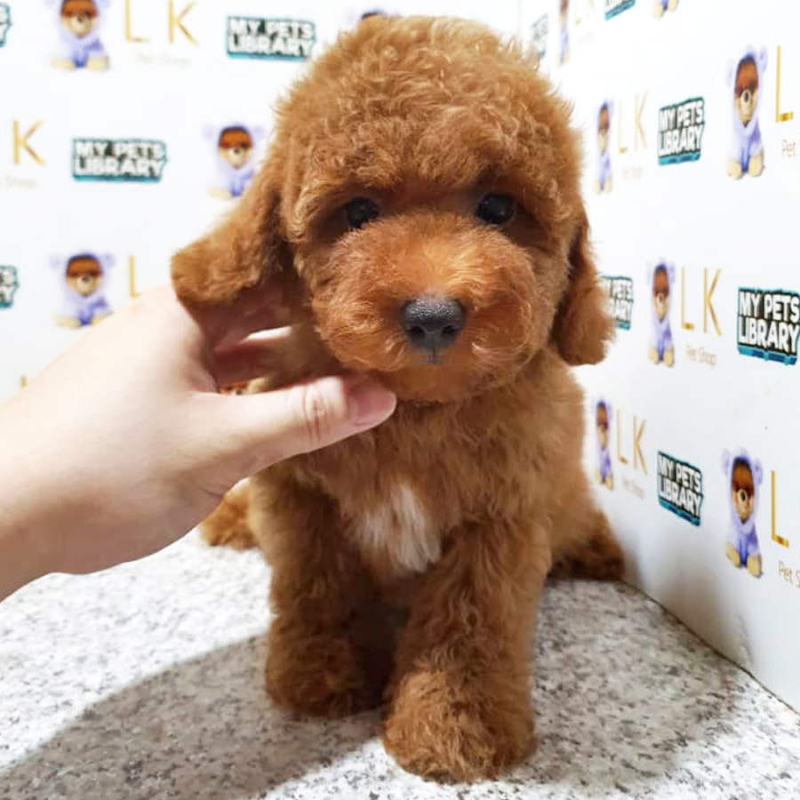 Toy Poodle Puppy (Male) For Sale