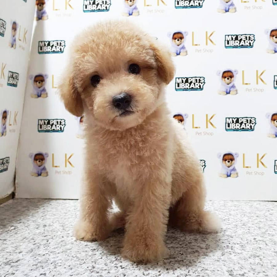 Toy Poodle Puppy (Male) For Sale