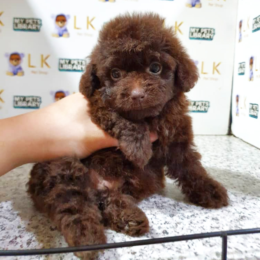 Toy Poodle Puppy (Male) For Sale