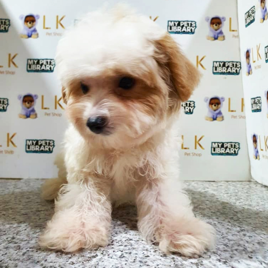 Toy Poodle Puppy (Male) For Sale