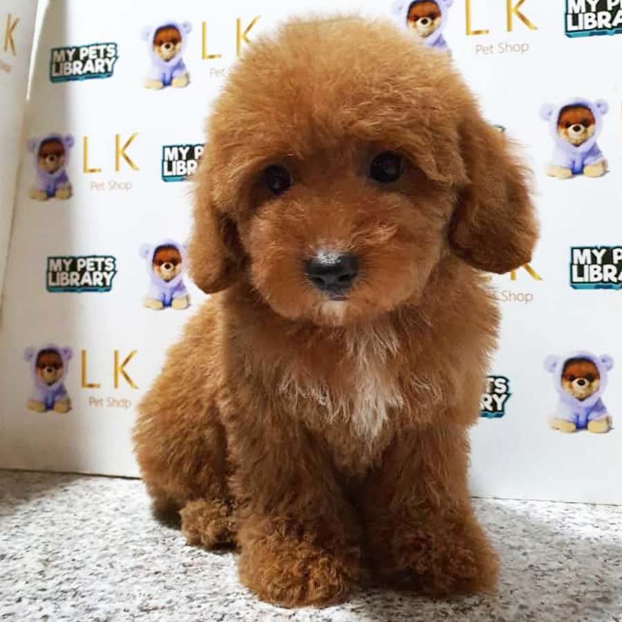 Toy Poodle Puppy (Male) For Sale