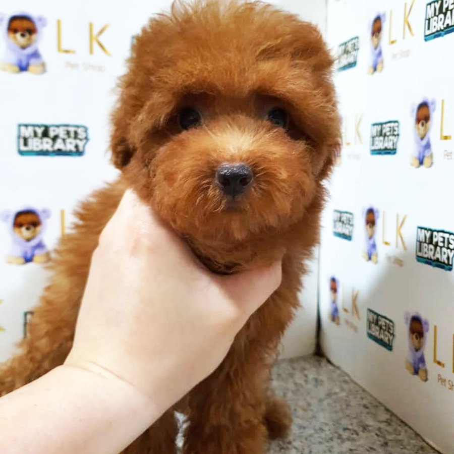 Toy Poodle Puppy (Female) For Sale