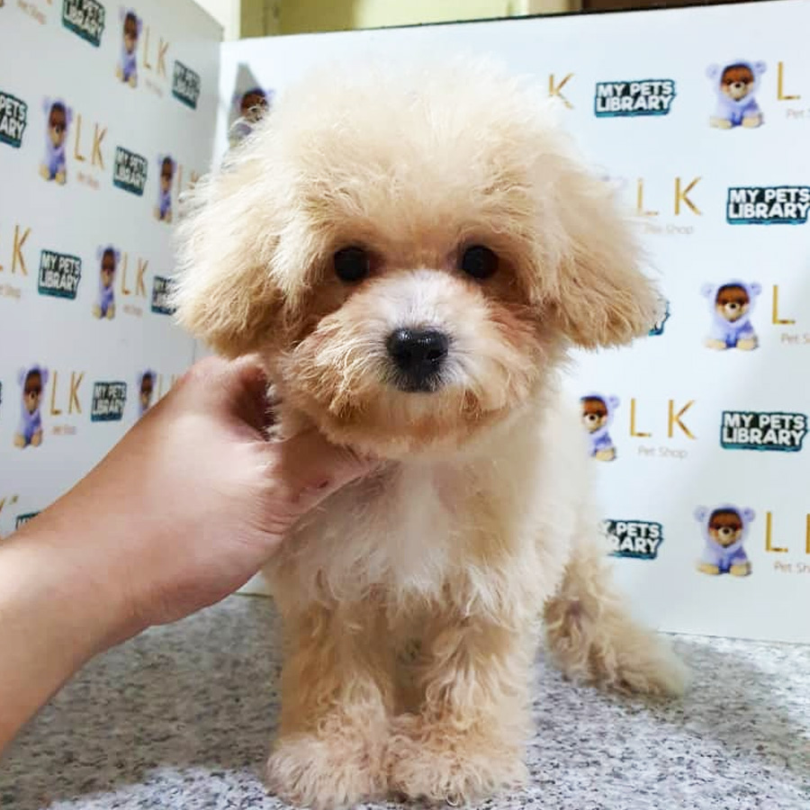 Toy Poodle Puppy (Female) For Sale