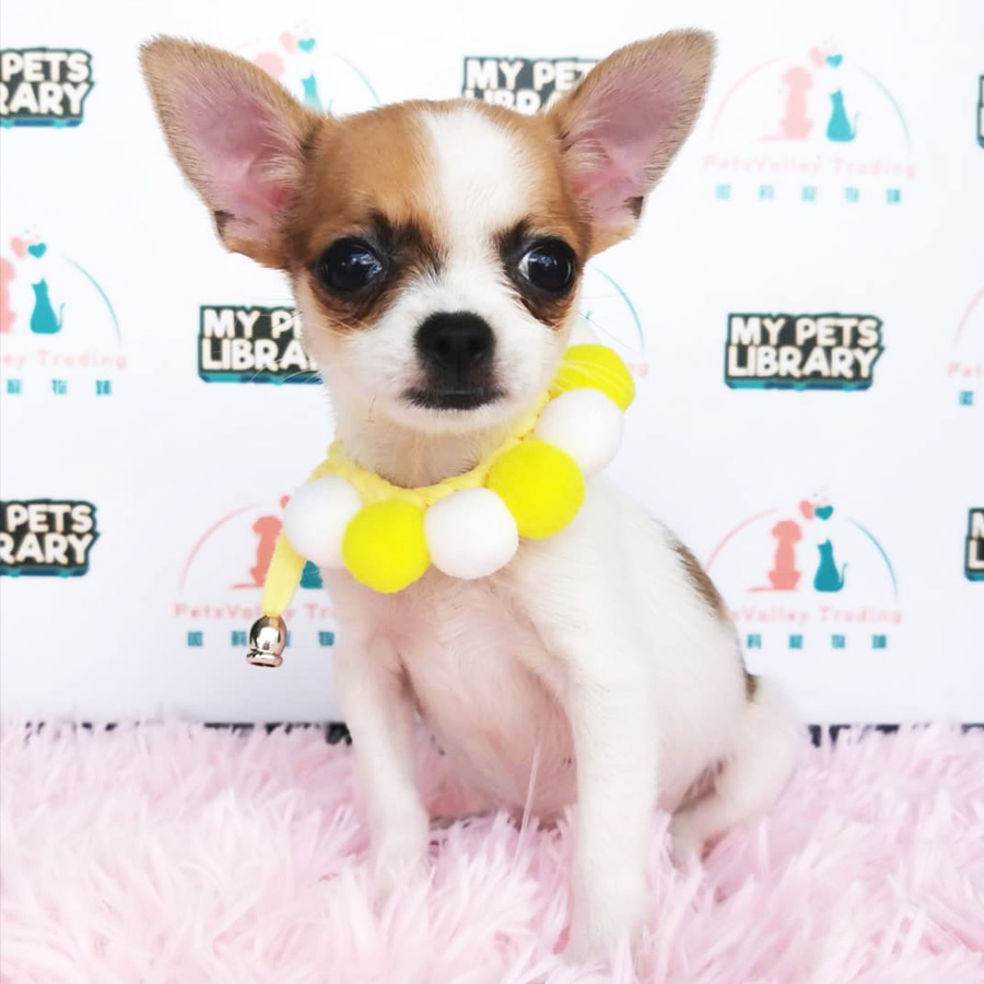 Chihuahua Puppy (Female) For Sale