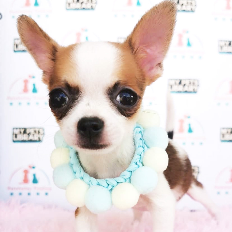Chihuahua Puppy (Male) For Sale