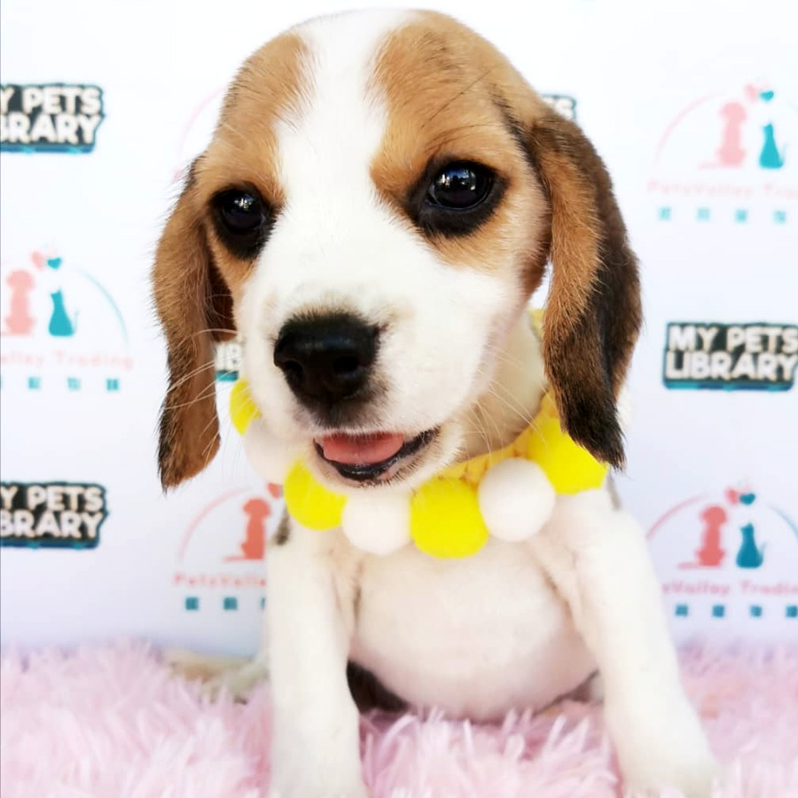 Beagle Puppy (Female) For Sale
