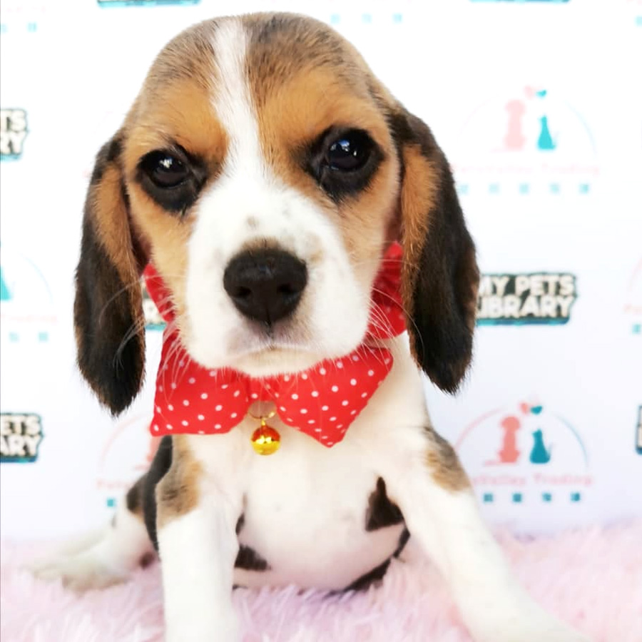 Beagle Puppy (Female) For Sale