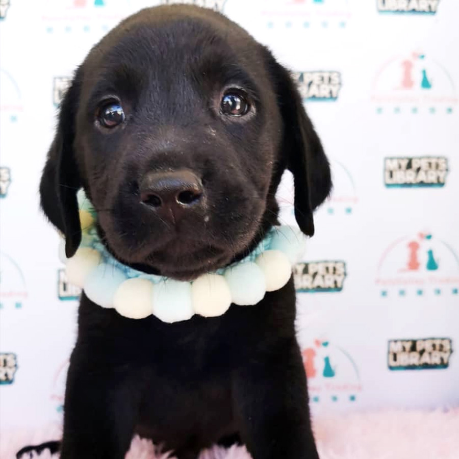 Labrador Puppy (Male) For Sale