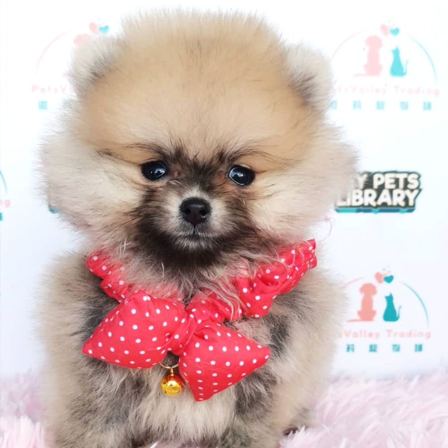 Pomeranian Puppy (Female) For Sale