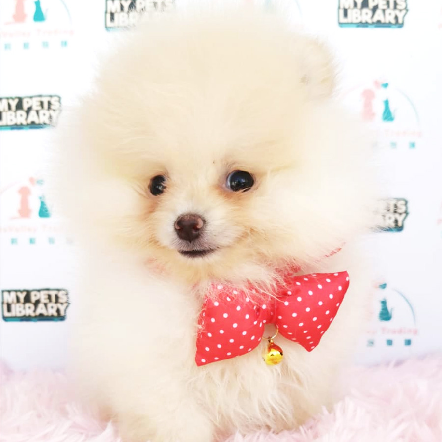 Pomeranian Puppy (Male) For Sale