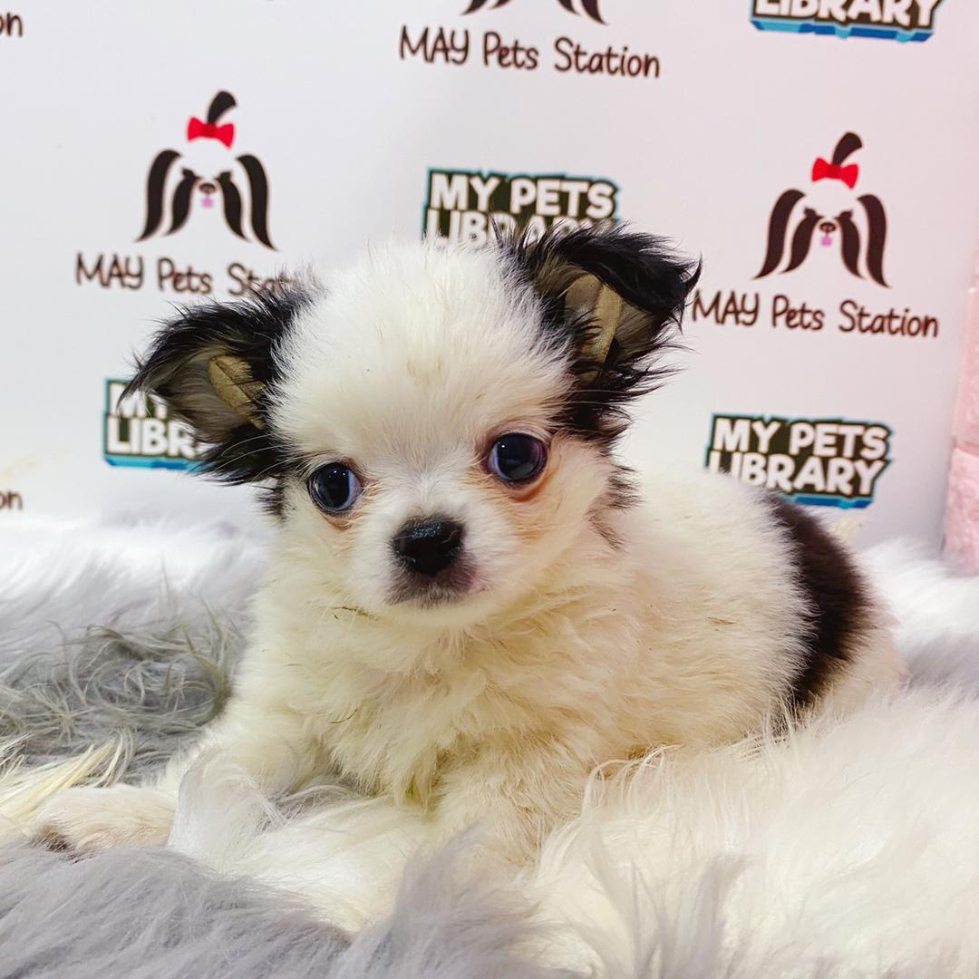 Chihuahua Puppy (Male) For Sale