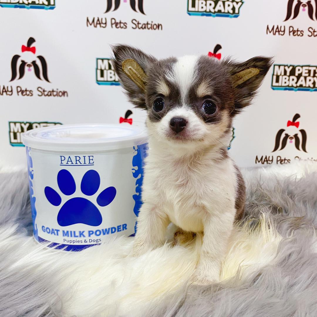 Chihuahua Puppy (Female) For Sale