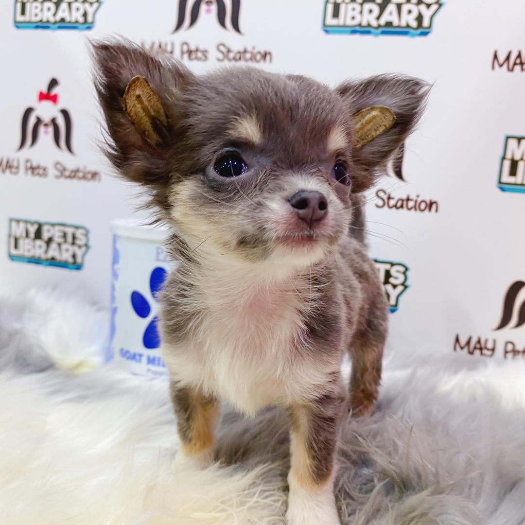 Chihuahua Puppy (Female) For Sale