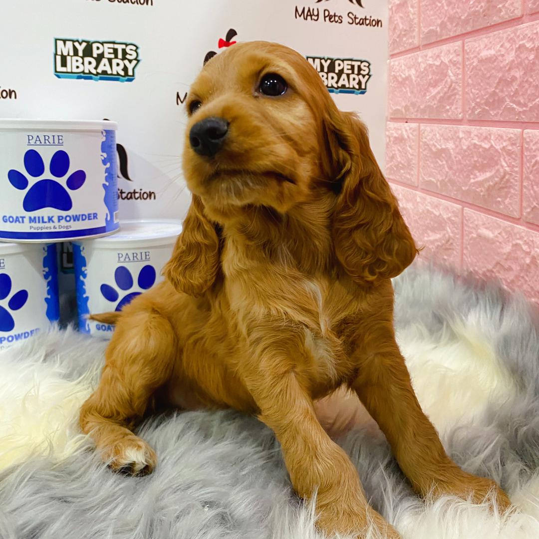 Cocker Spaniel Puppy (Female) For Sale