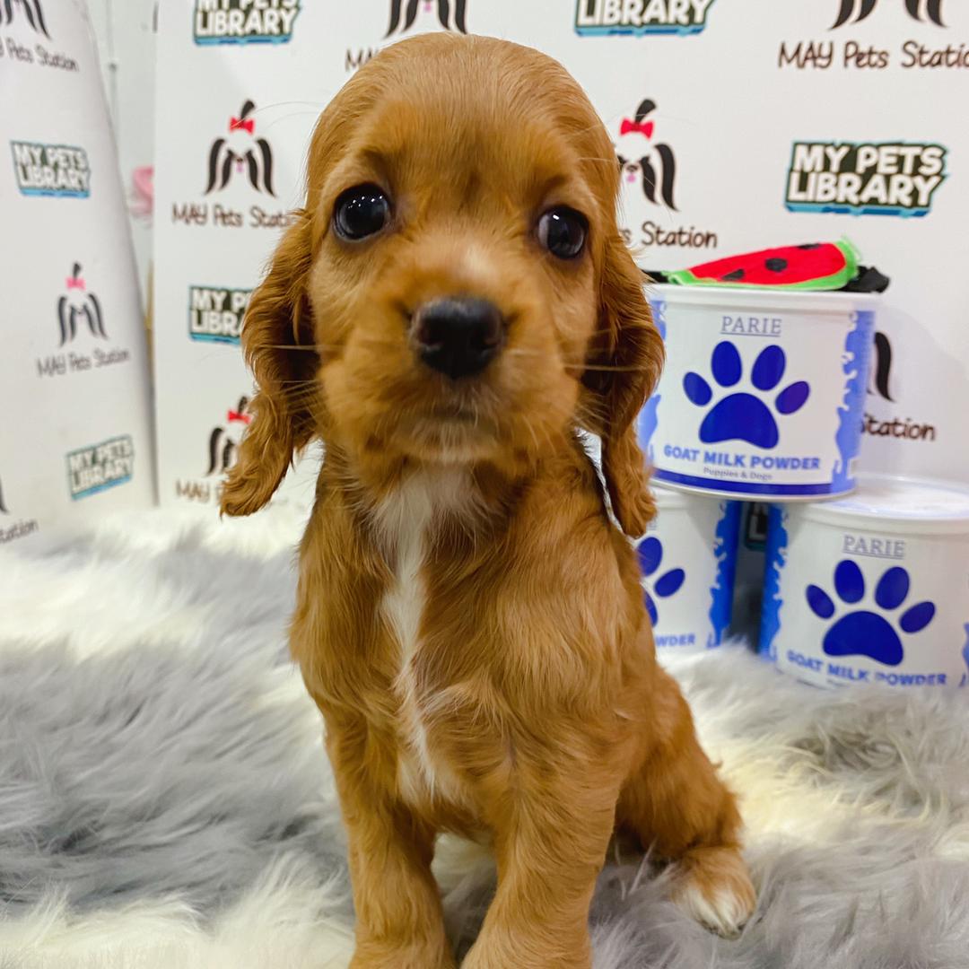 Cocker Spaniel Puppy (Female) For Sale