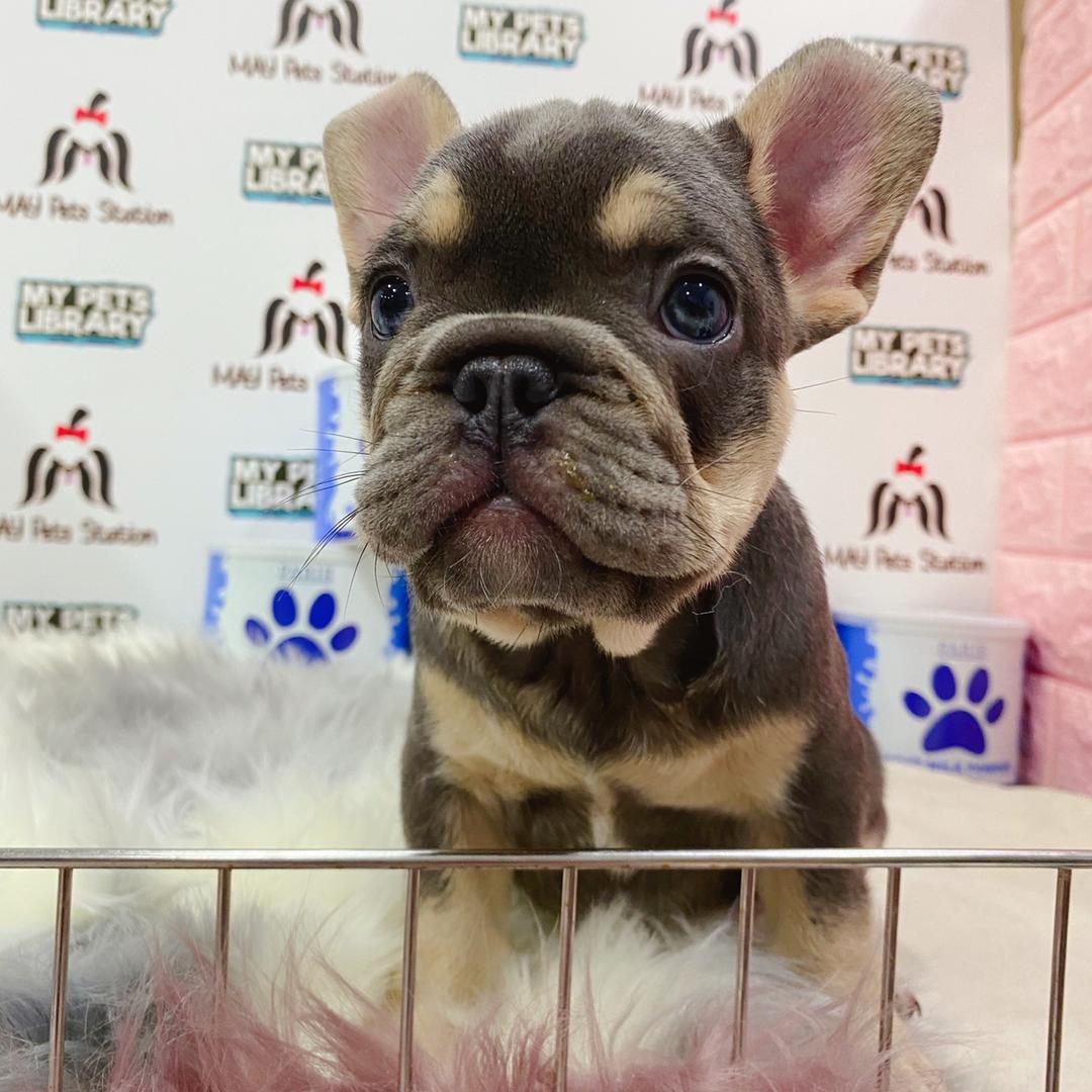 French Bulldog Puppy (Female) For Sale