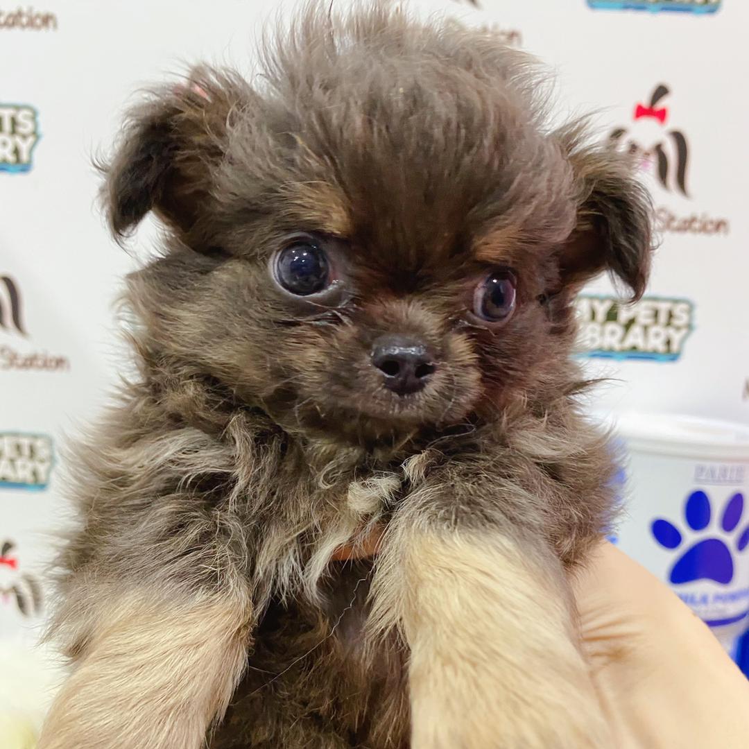 Chihuahua Puppy (Male) For Sale