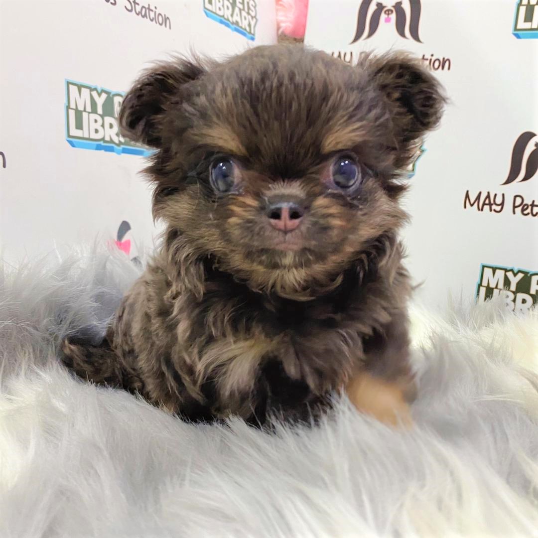 Chihuahua Puppy (Male) For Sale