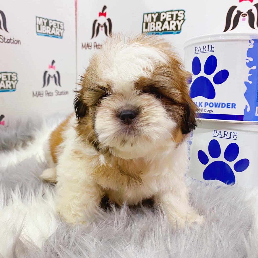 Shih Tzu Puppy (Male) For Sale