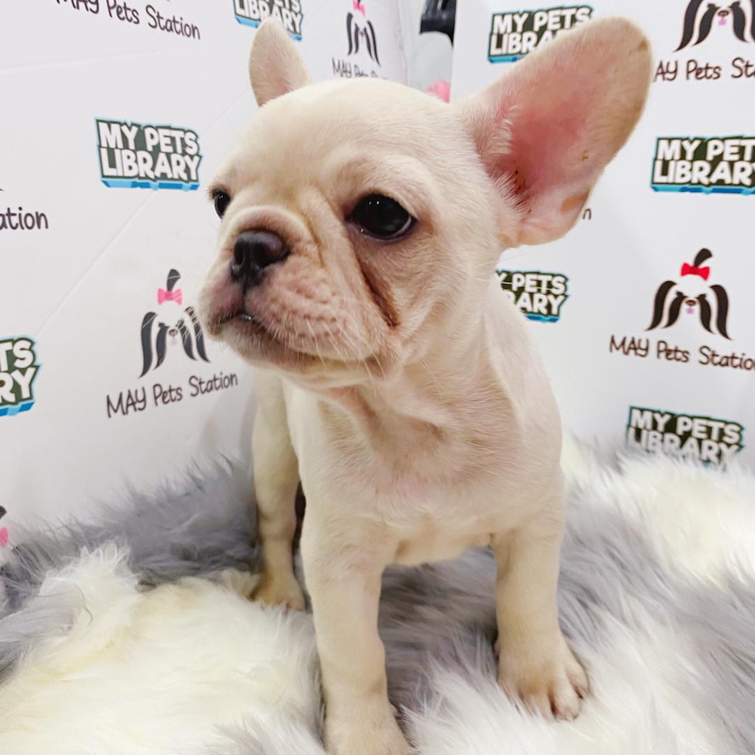 French Bulldog Puppy (Female) For Sale