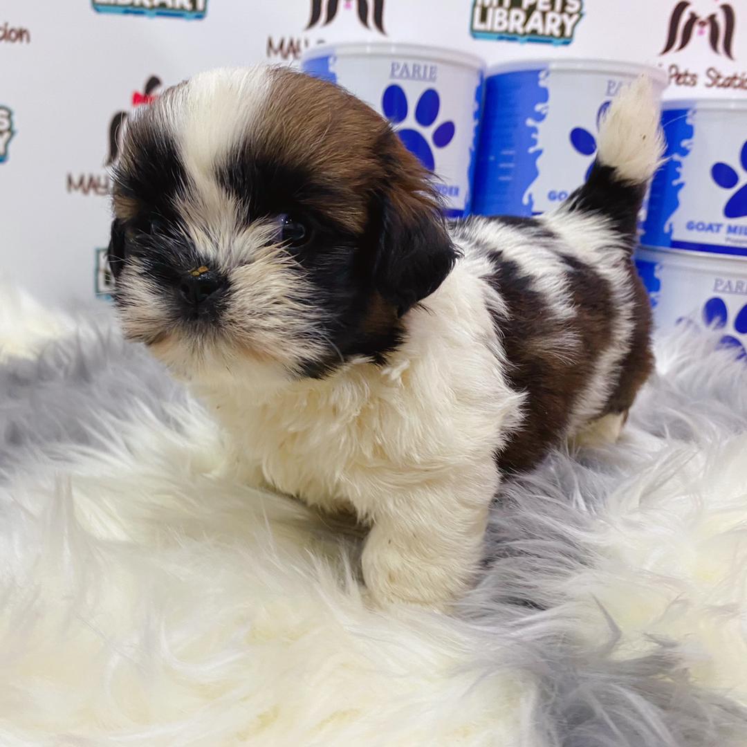 Shih Tzu Puppy (Female) For Sale
