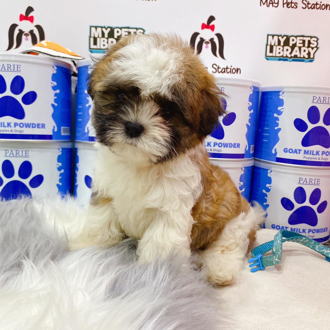 Shih Tzu Puppy (Male) For Sale