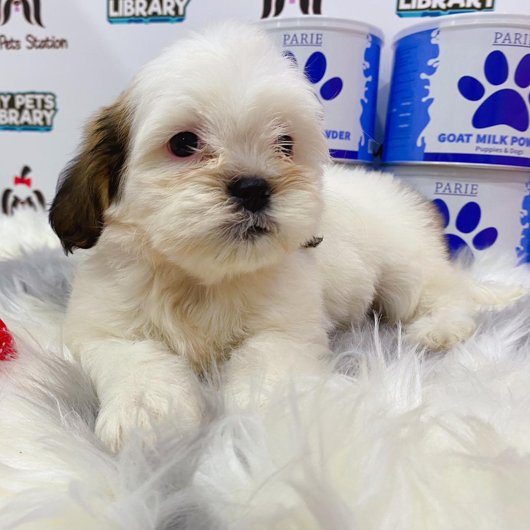 Shih Tzu Puppy (Female) For Sale