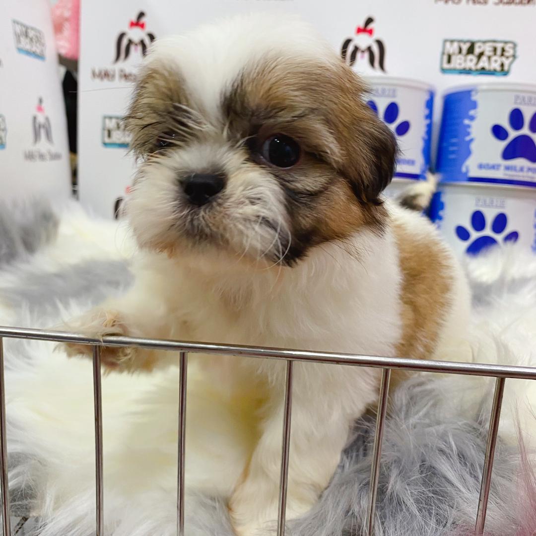 Shih Tzu Puppy (Male) For Sale