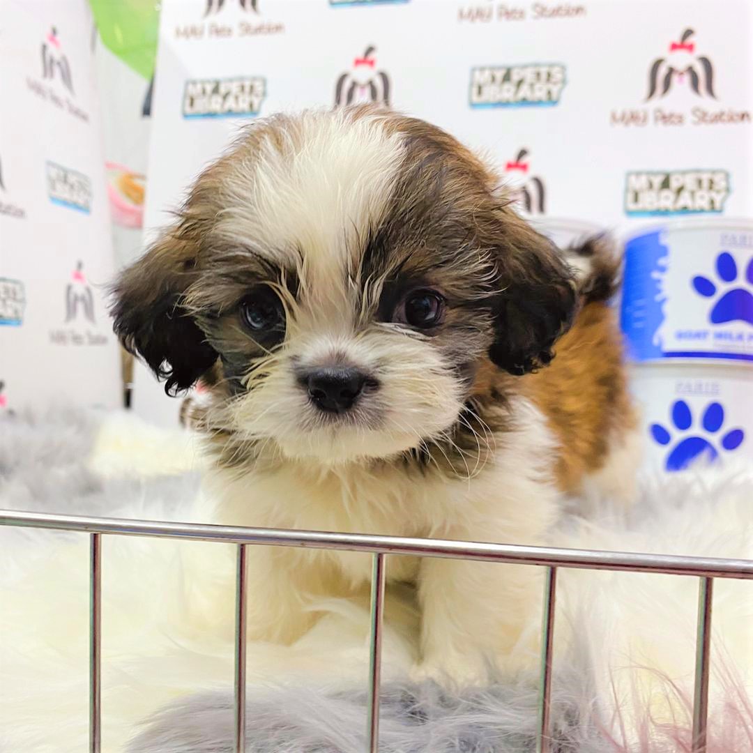 Shih Tzu Puppy (Male) For Sale