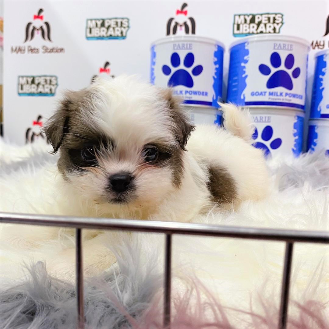 Shih Tzu Puppy (Male) For Sale