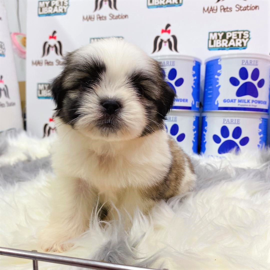 Shih Tzu Puppy (Male) For Sale